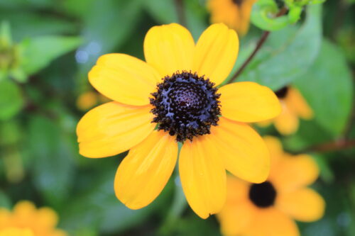 Brown Eyed Susan