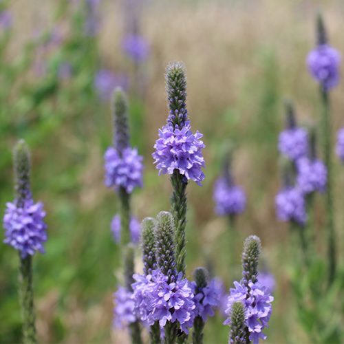 Hoary Vervain in Honey Bee Wildflower Mix